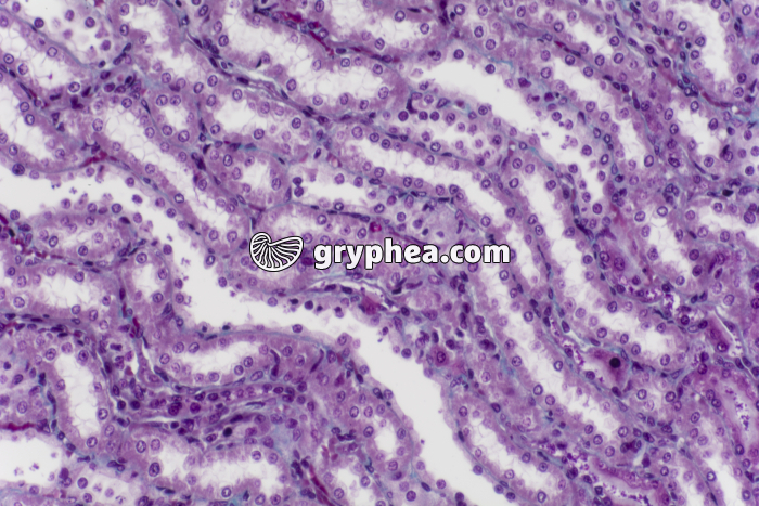 Rein tubules urinaires CL x100 - gryphea.com